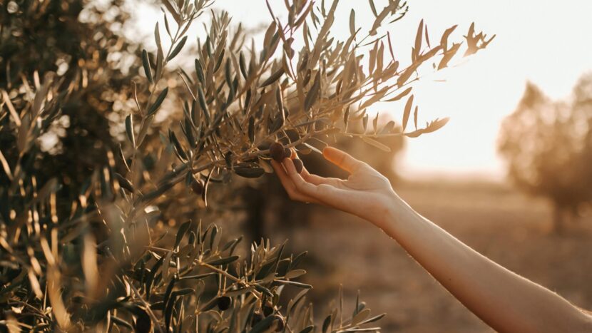 Documentaire bijeenkomst ‘Where Olive Trees Weep’