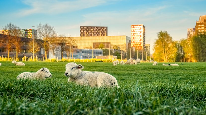 Studenten helpen de ideale studentenflat vormgeven op USP