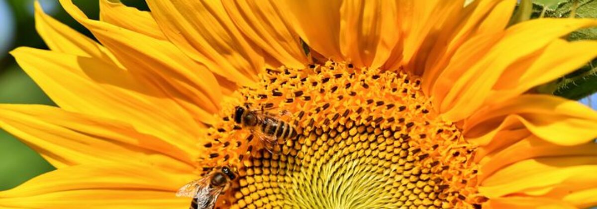 sun-flower-3508227__480