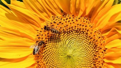 22 mrt – Veerkracht in tijden van ecologische crisis