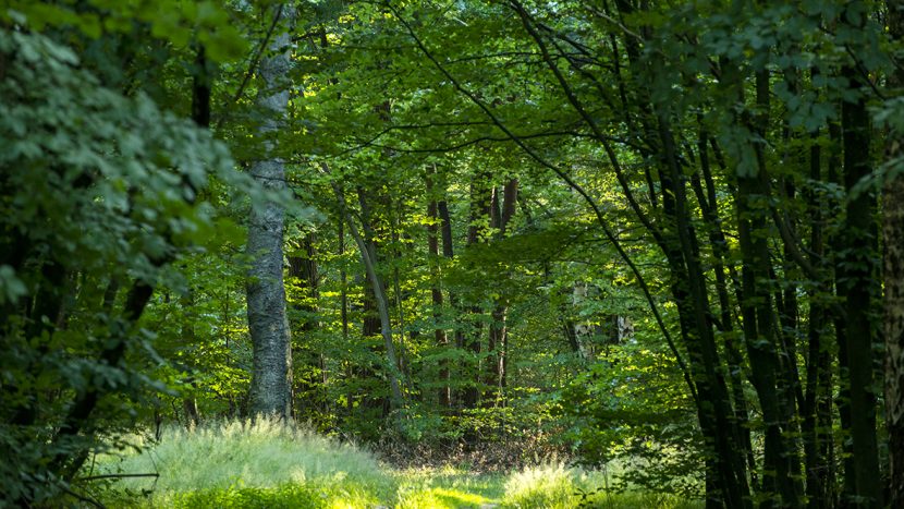 HU medewerkers planten honderden bomen