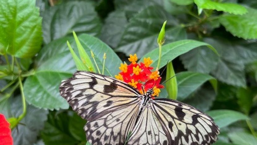 Kom tot rust in de Botanische tuinen