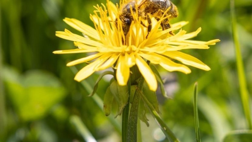 Dag van de biodiversiteit: een maand lang BioBlitz, workshops en meer