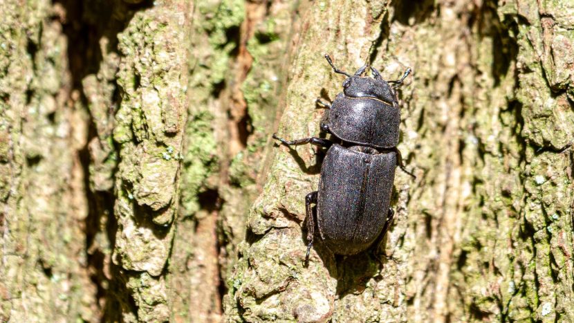 Klein vliegend hert - Amelisweerd