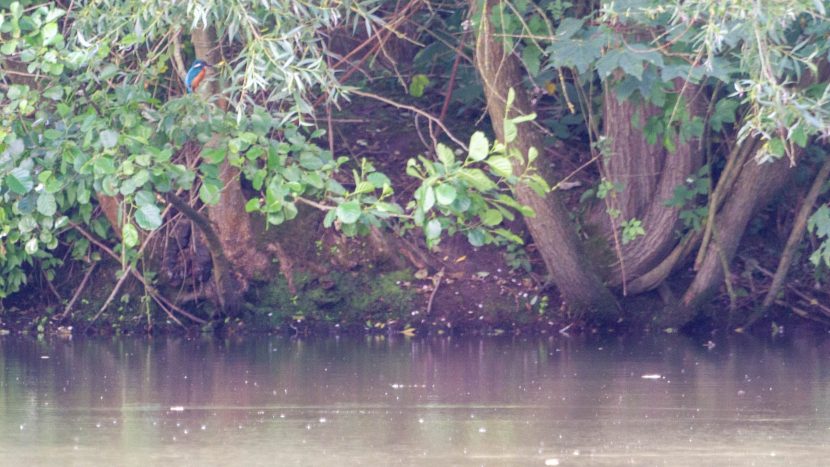 IJsvogel - Amelisweerd