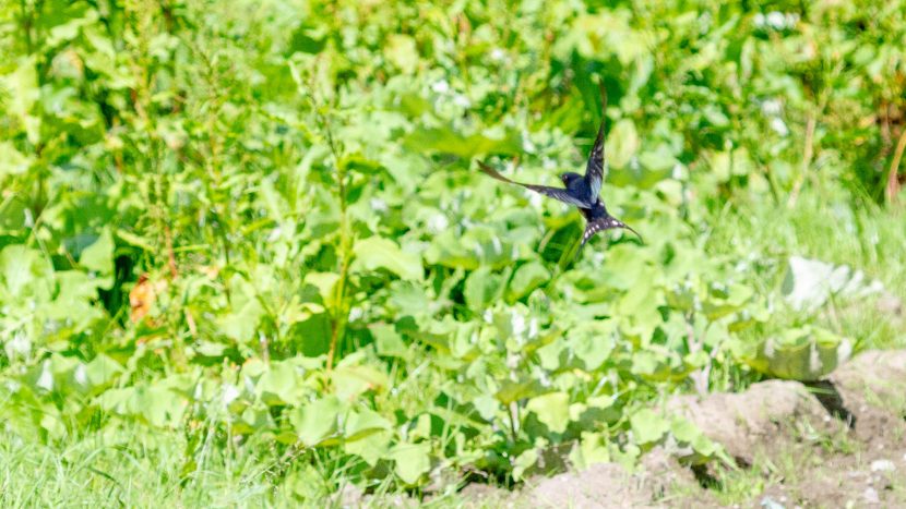 Boerenzwaluw - Amelisweerd