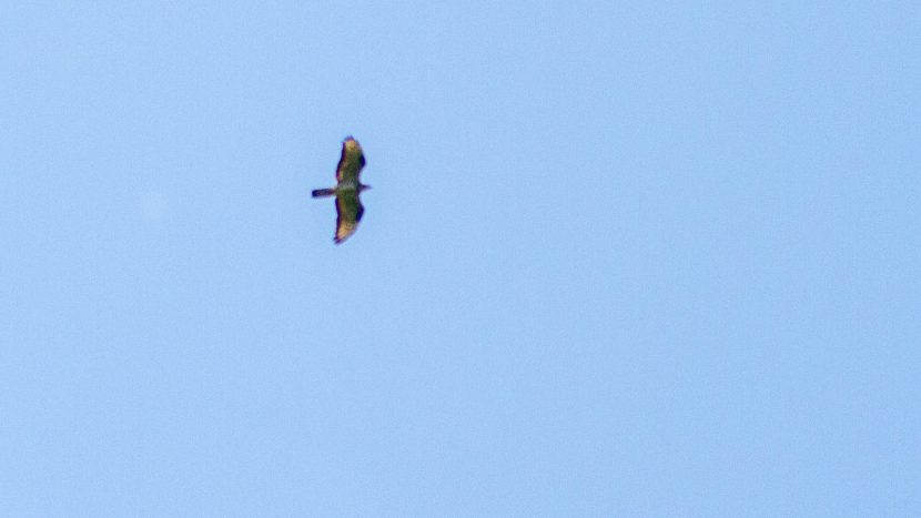 Wespendief - Amelisweerd