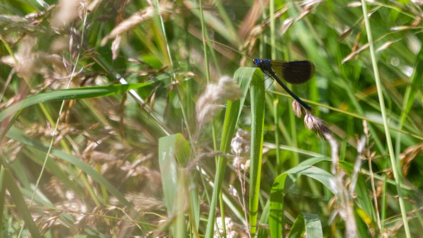 Weidebeekjuffer - Amelisweerd