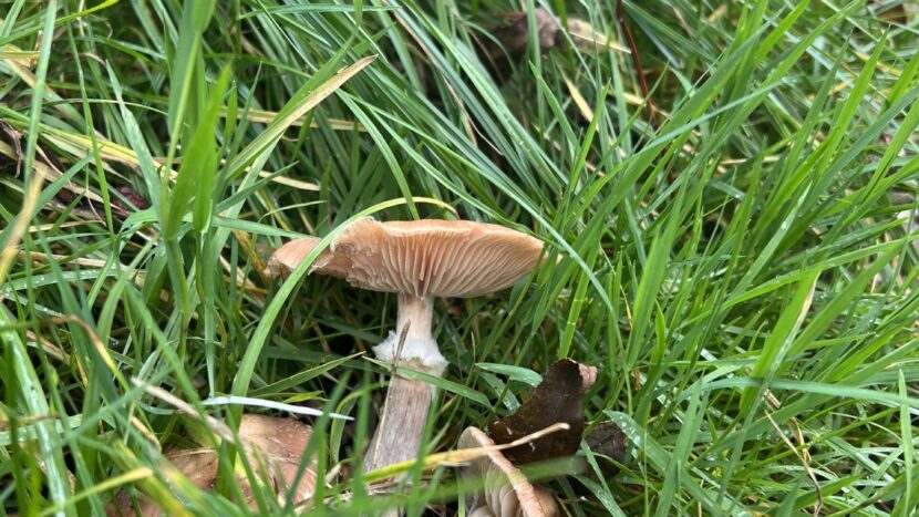 Winter boost: bosbaden 27 november