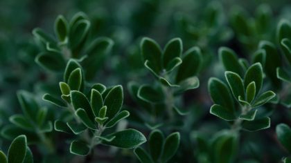 Dag van de Biodiversiteit