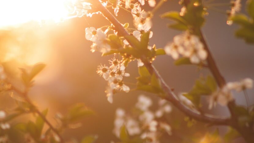 Onderzoek: Heeft de lente invloed op het welzijn van HU-studenten?