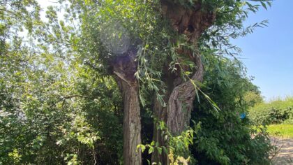 Nature Boost: Bosbaden in de zomer