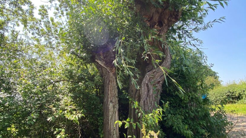Nature Boost: Bosbaden in de zomer