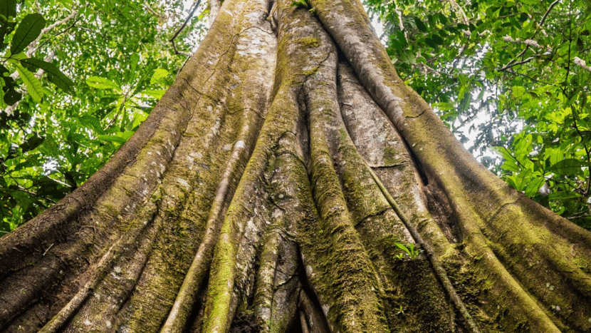 WWF INNO Student Challenge: Win 10.000 euro voor je idee!