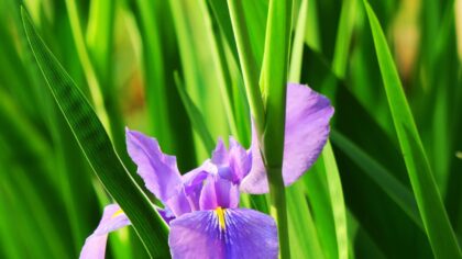Wilde soorten in de Botanische tuin van het Utrecht Science Park