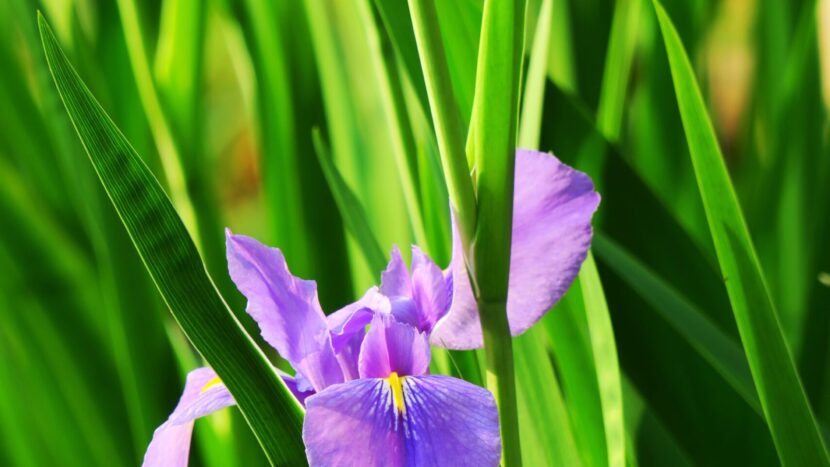Wilde soorten in de Botanische tuin van het Utrecht Science Park