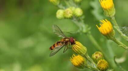 Zweefvliegen in het Utrecht Science Park
