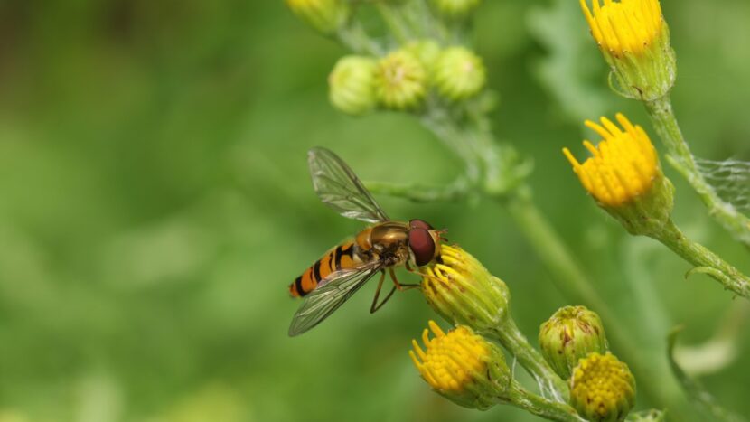 Zweefvliegen in het Utrecht Science Park