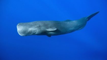 Zorgt A.I. ervoor dat we kunnen praten met dieren?