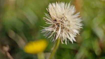 Mentale veerkracht (H8)